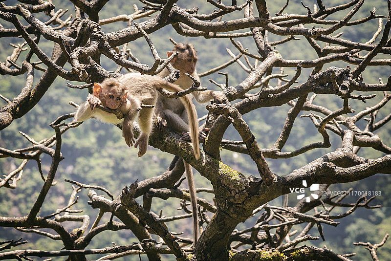 猴子玩耍图片素材