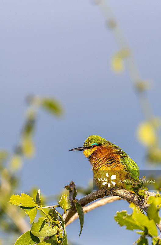 一只可爱的小绿蜂虎图片素材