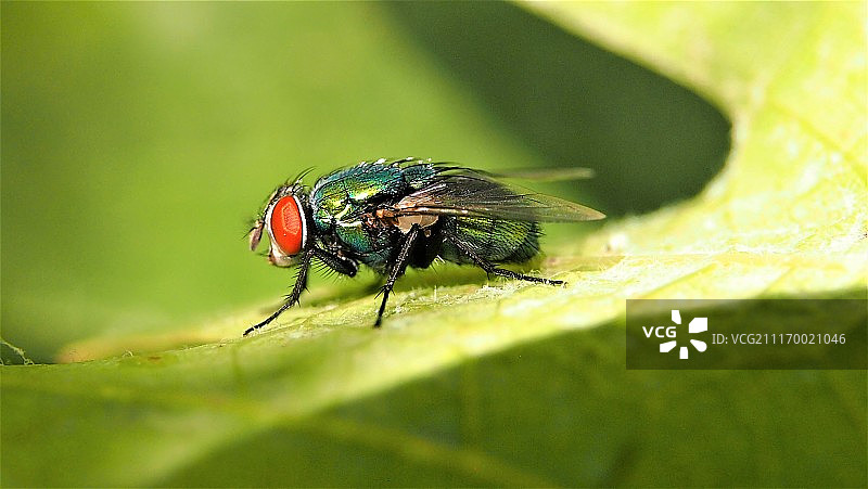 微距照片图片素材