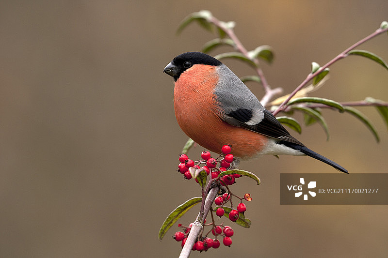 欧亚红雀（学名：Pyrrhula Pyrrhula）图片素材