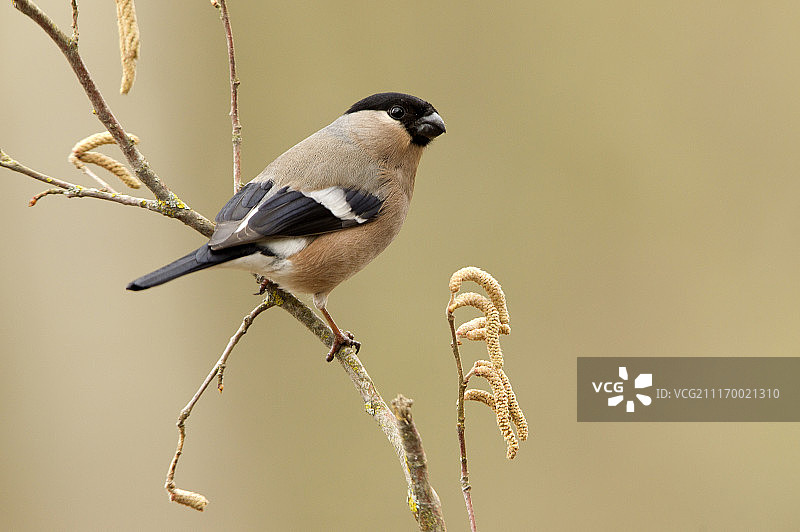 欧亚红雀（学名：Pyrrhula Pyrrhula）图片素材