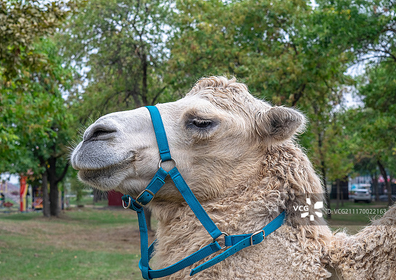城市公园里的双峰骆驼图片素材