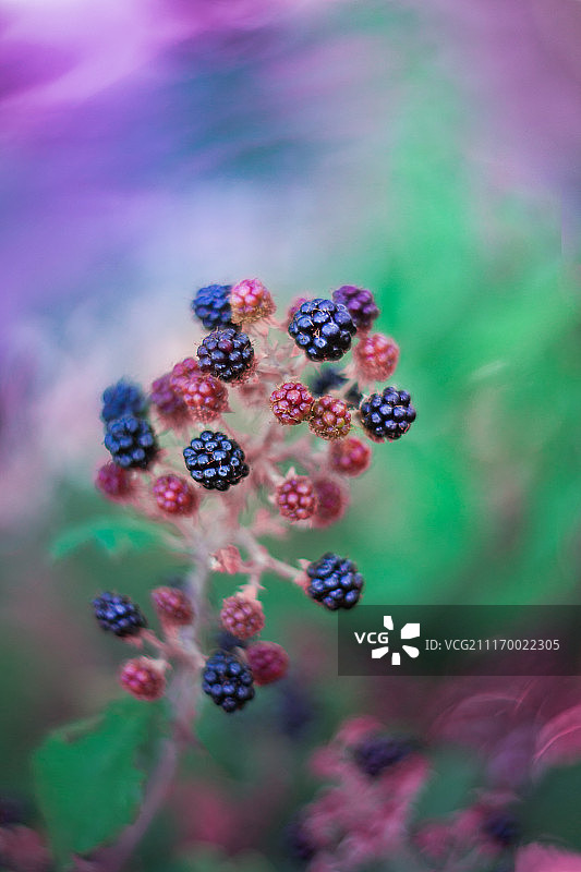 灌木丛上的黑莓特写图片素材