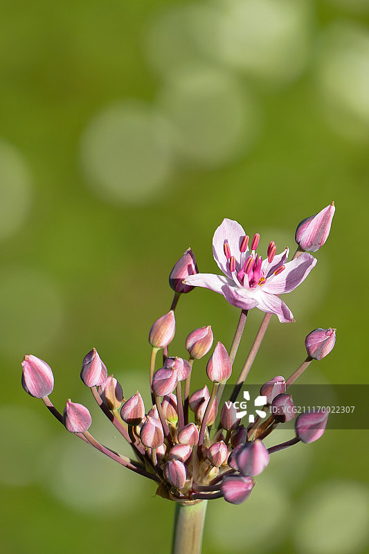 花菖蒲的伞形花序、花苞和粉色花朵 - 竖版图片素材