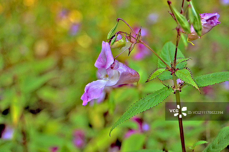 日本凤仙花图片素材