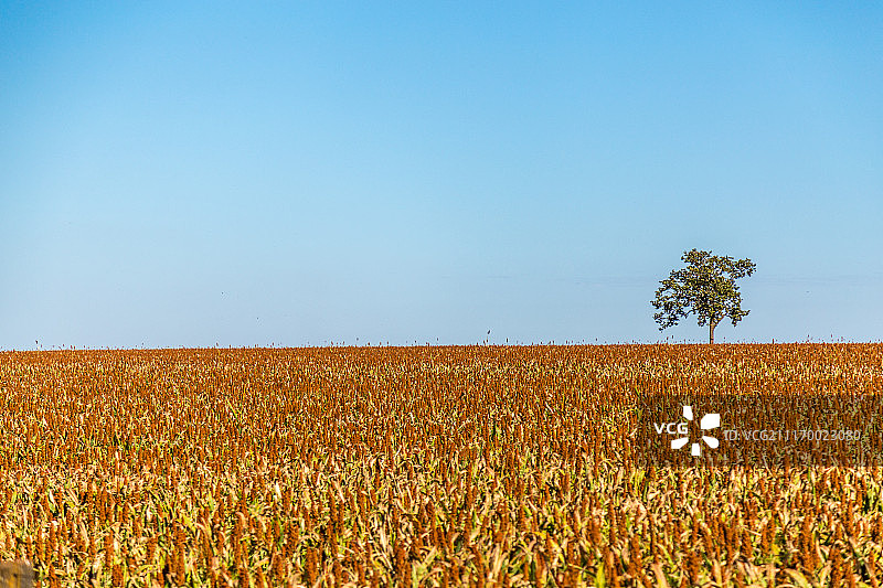 高粱种植园田地植物种子图片素材