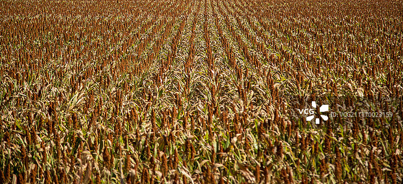 高粱种植园田地植物种子图片素材