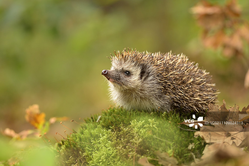 刺猬图片素材