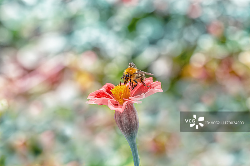 散景光晕图片素材