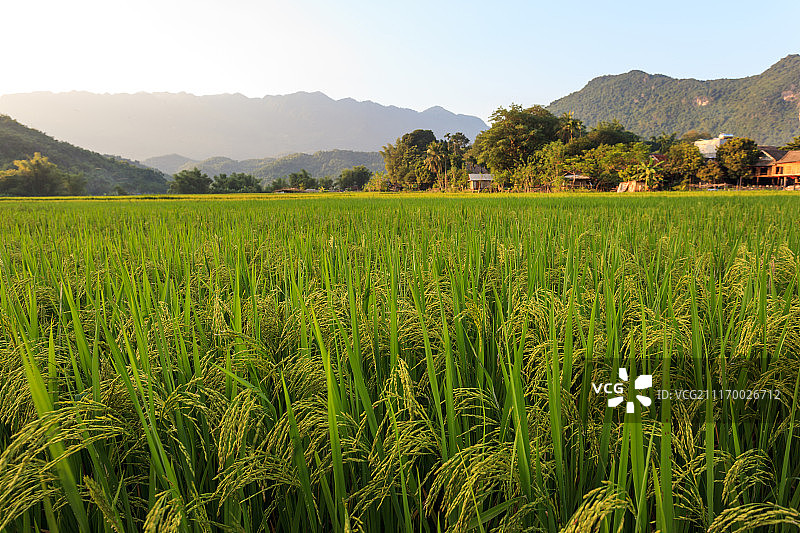 越南枚州省的秋季稻田图片素材