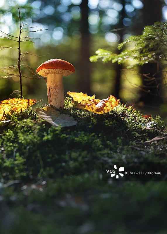 自然图像图片素材