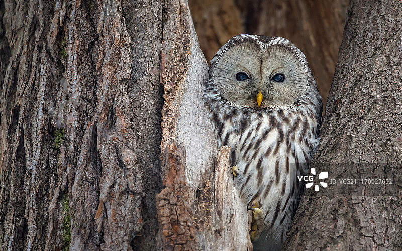 乌拉尔猫头鹰长尾猫头鹰（Strix Uralensis）图片素材