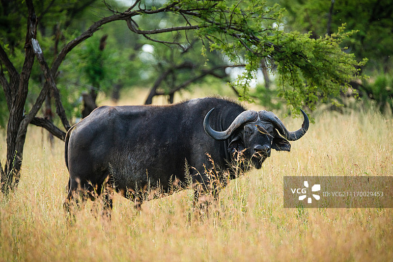 好望角野牛图片素材