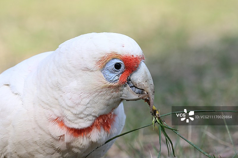 虎皮鹦鹉特写图片素材