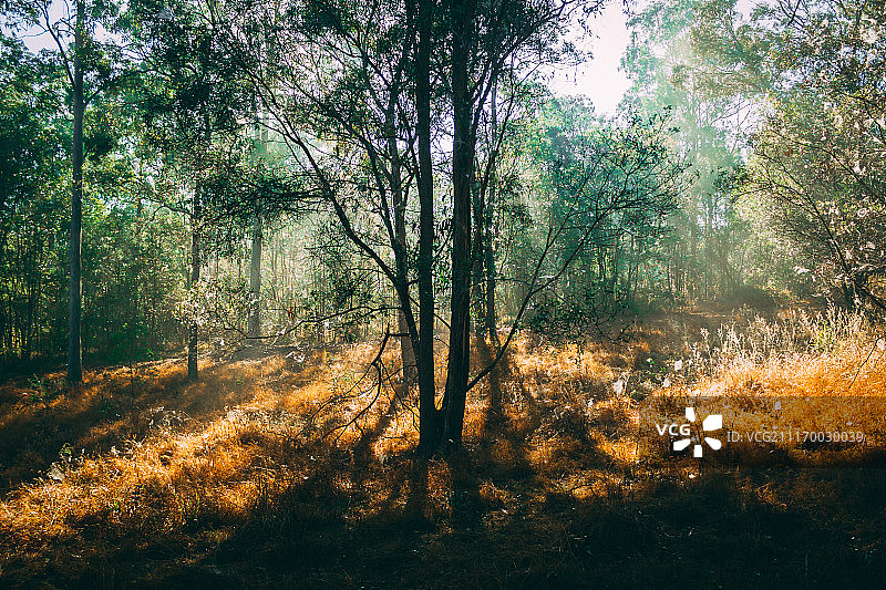 双重木纹图片素材