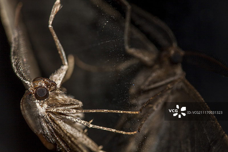 黑色背景下昆虫特写镜头图片素材