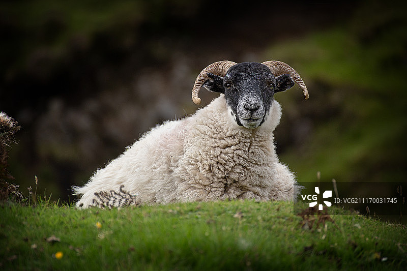 赫布里底绵羊图片素材