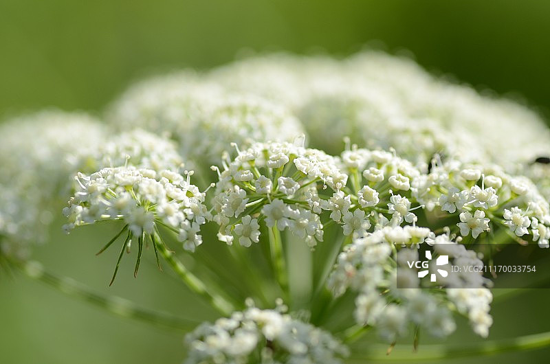 硬阿魏图片素材