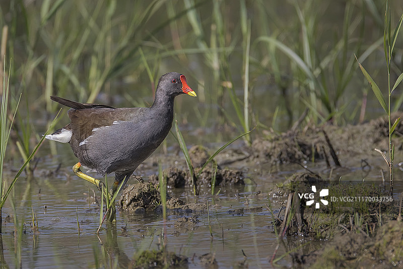 小母鸡图片素材