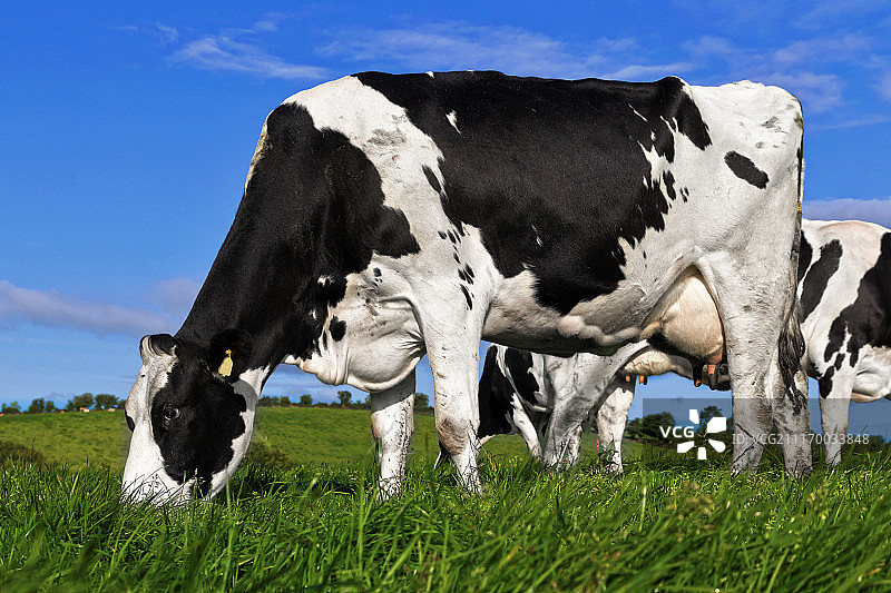 修剪草坪图片素材