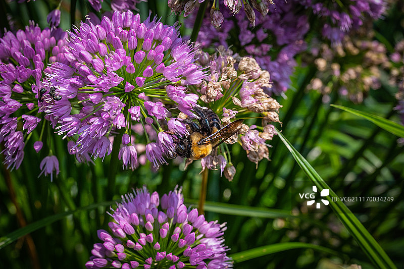 葱属植物上的蜜蜂图片素材