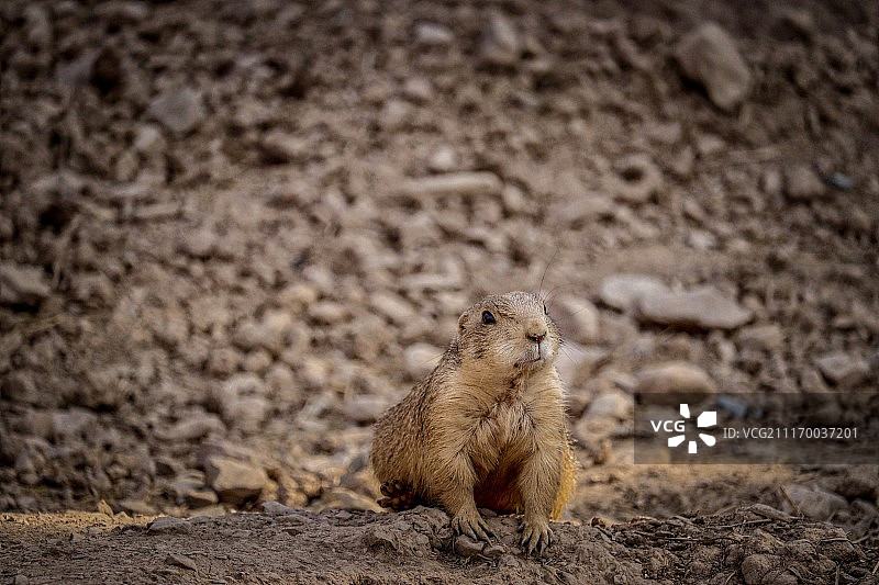 摄影图像图片素材