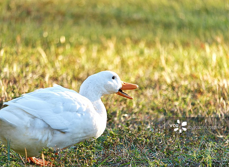 Snapseed图片素材