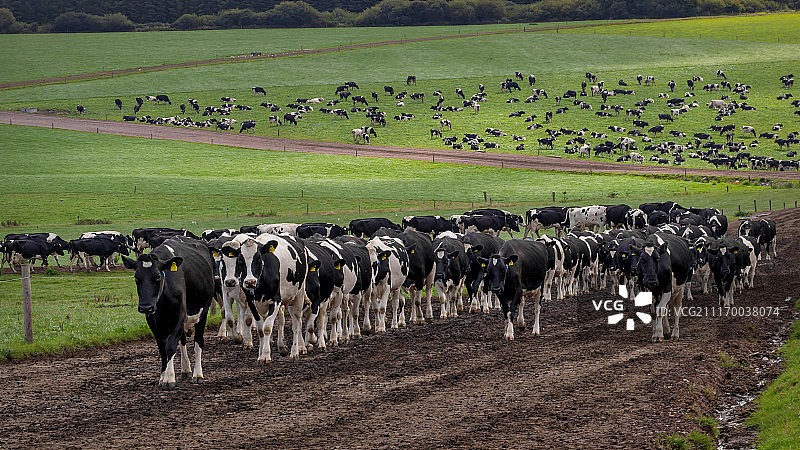 在小路上的牛图片素材
