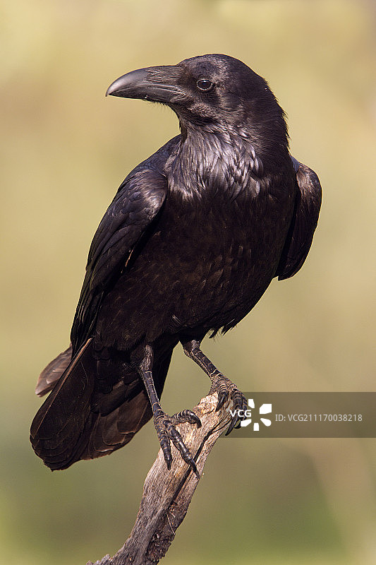 渡鸦图片素材