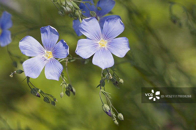 亚麻植物图片素材