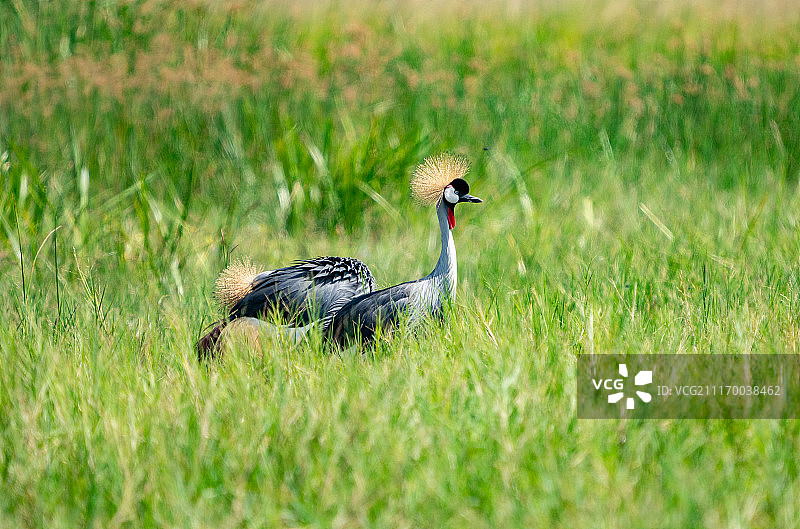 灰冠鹤，乌干达，2018年图片素材