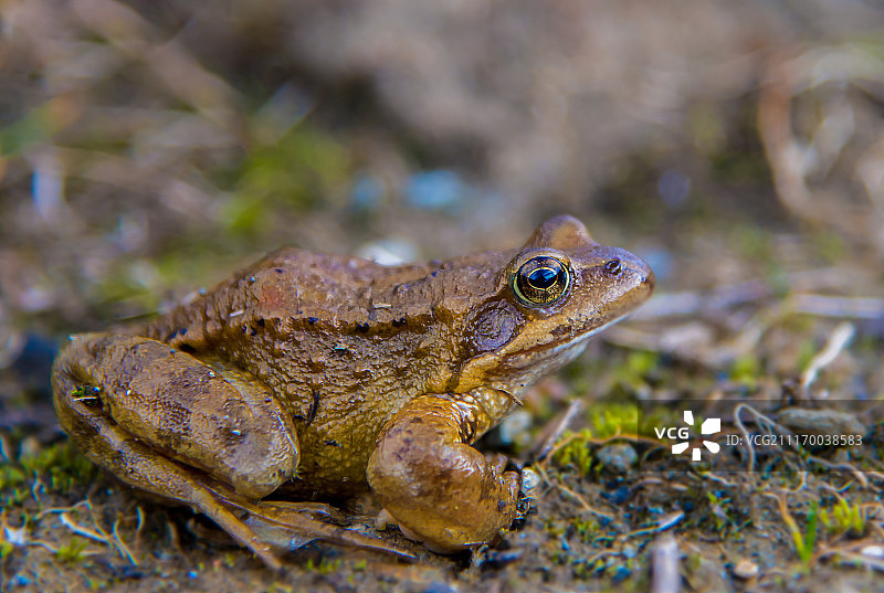 高山蛙图片素材