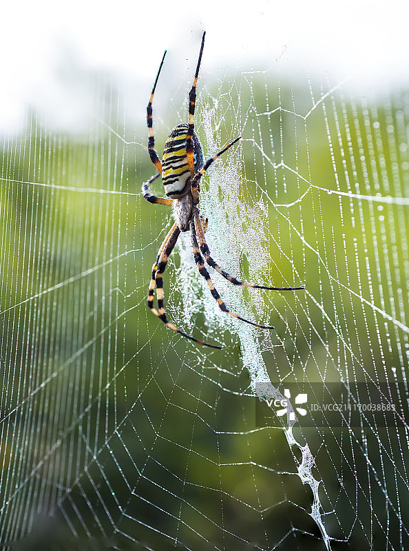 蜘蛛网上的蜘蛛特写图片素材