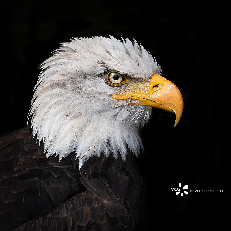 秃鹰头部特写图片素材