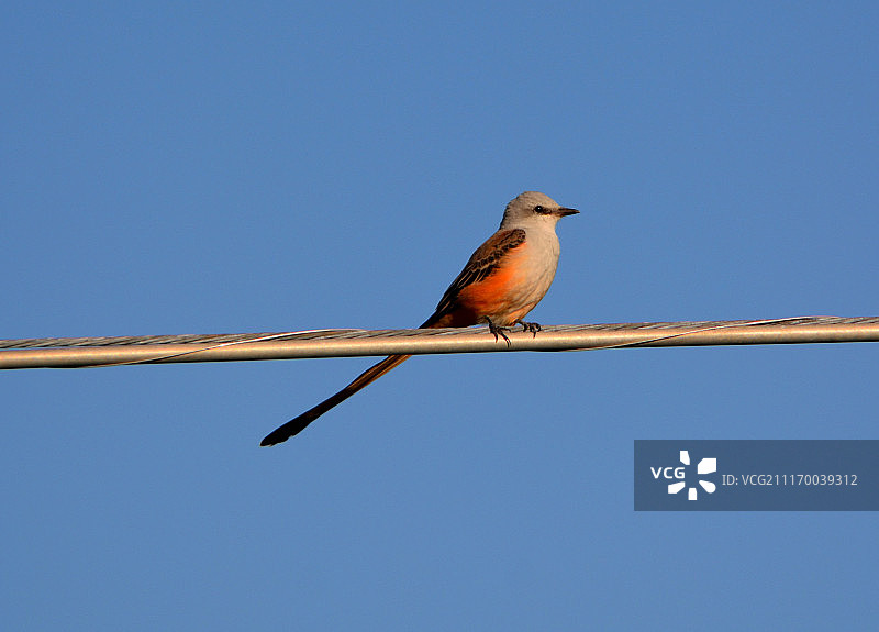 秋季剪尾王鹟图片素材