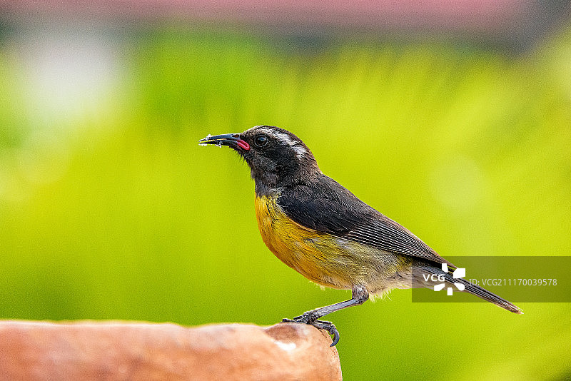 小鸟特写图片素材