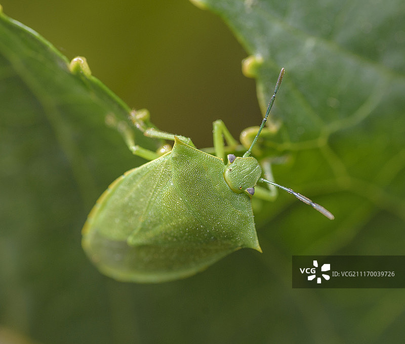 半翅目昆虫图片素材