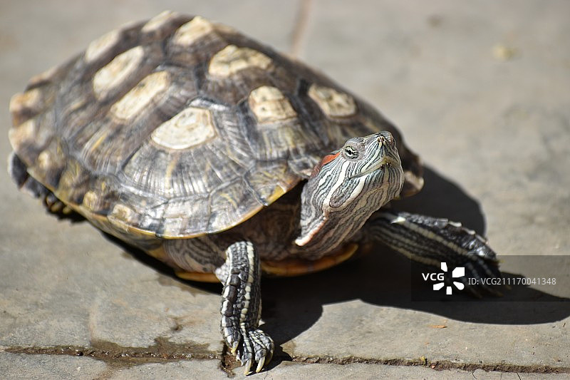 动物形象图片素材