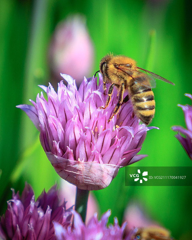 蜜蜂栖息在花朵上图片素材