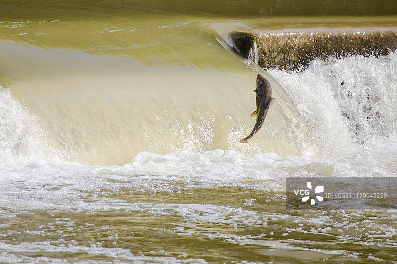 水中三文鱼的特写图片素材