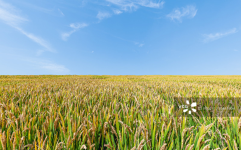 丰收的稻田图片素材