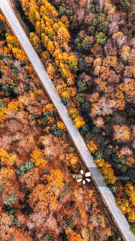 黑龙江朗伊公路秋色航拍视角图片素材