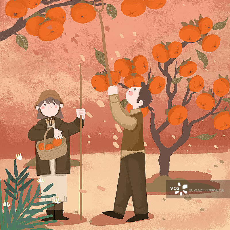 柿子树图片素材