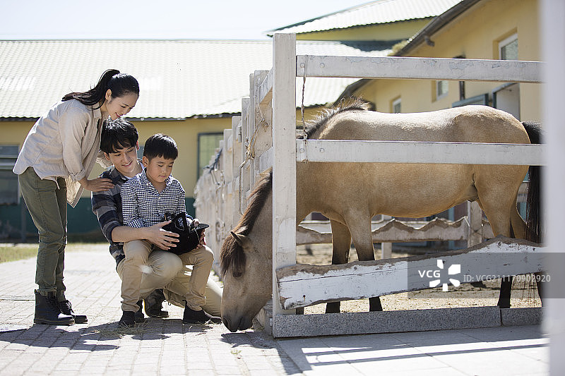 快乐一家人在马厩里喂马图片素材