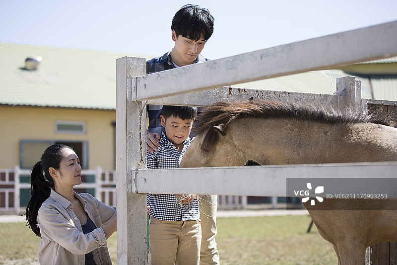 快乐一家人在马厩里喂马图片素材