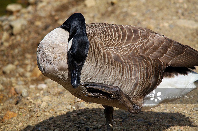 黑额黑雁图片素材