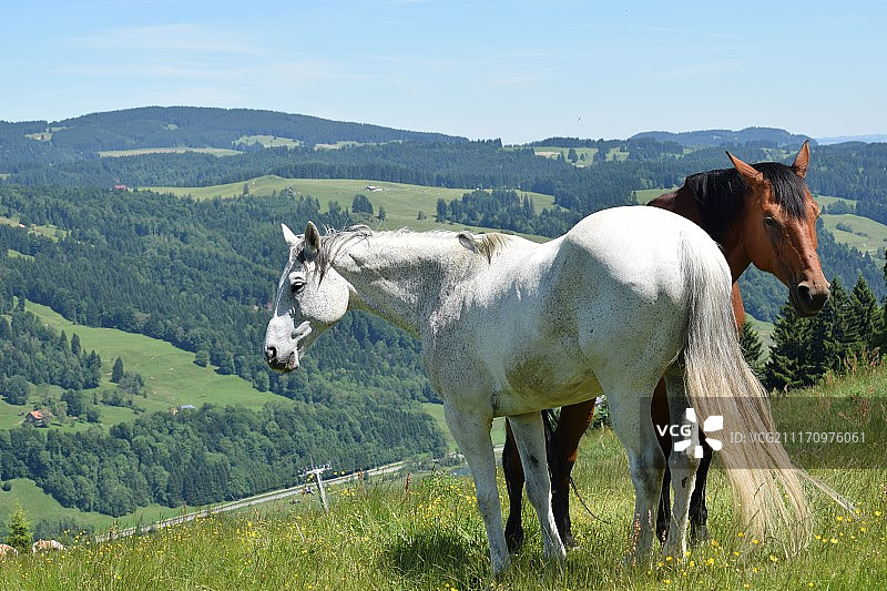 马之爱图片素材