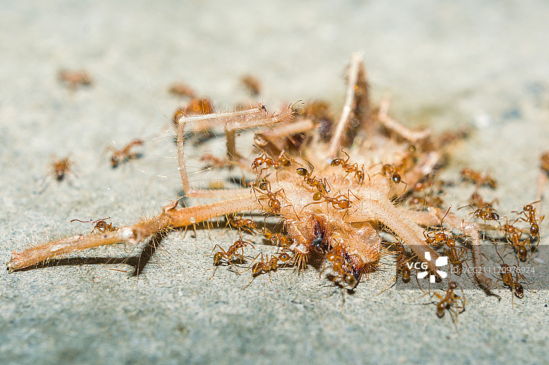 蚂蚁啃食死亡的亚利桑那太阳蜘蛛特写图片素材
