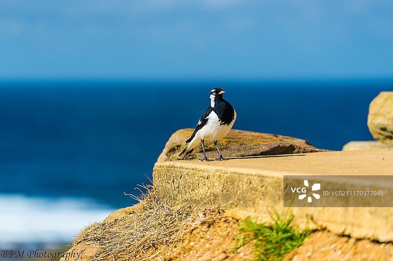 摆姿势的鸟图片素材