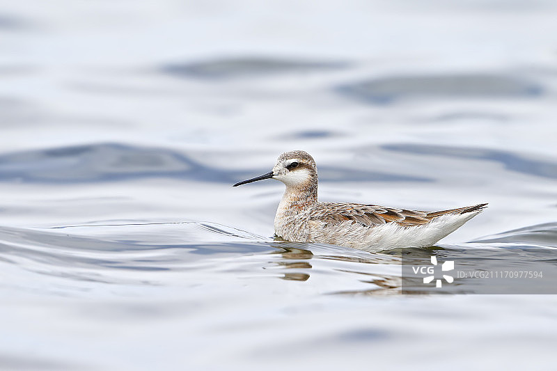 长嘴鹬图片素材